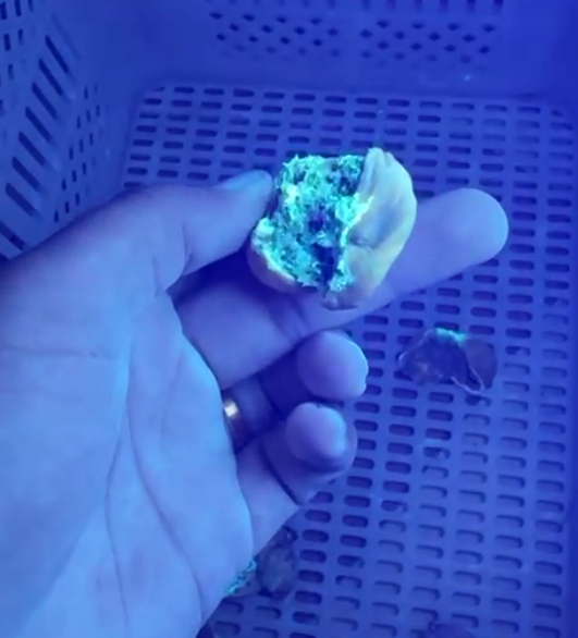 Fig sample
